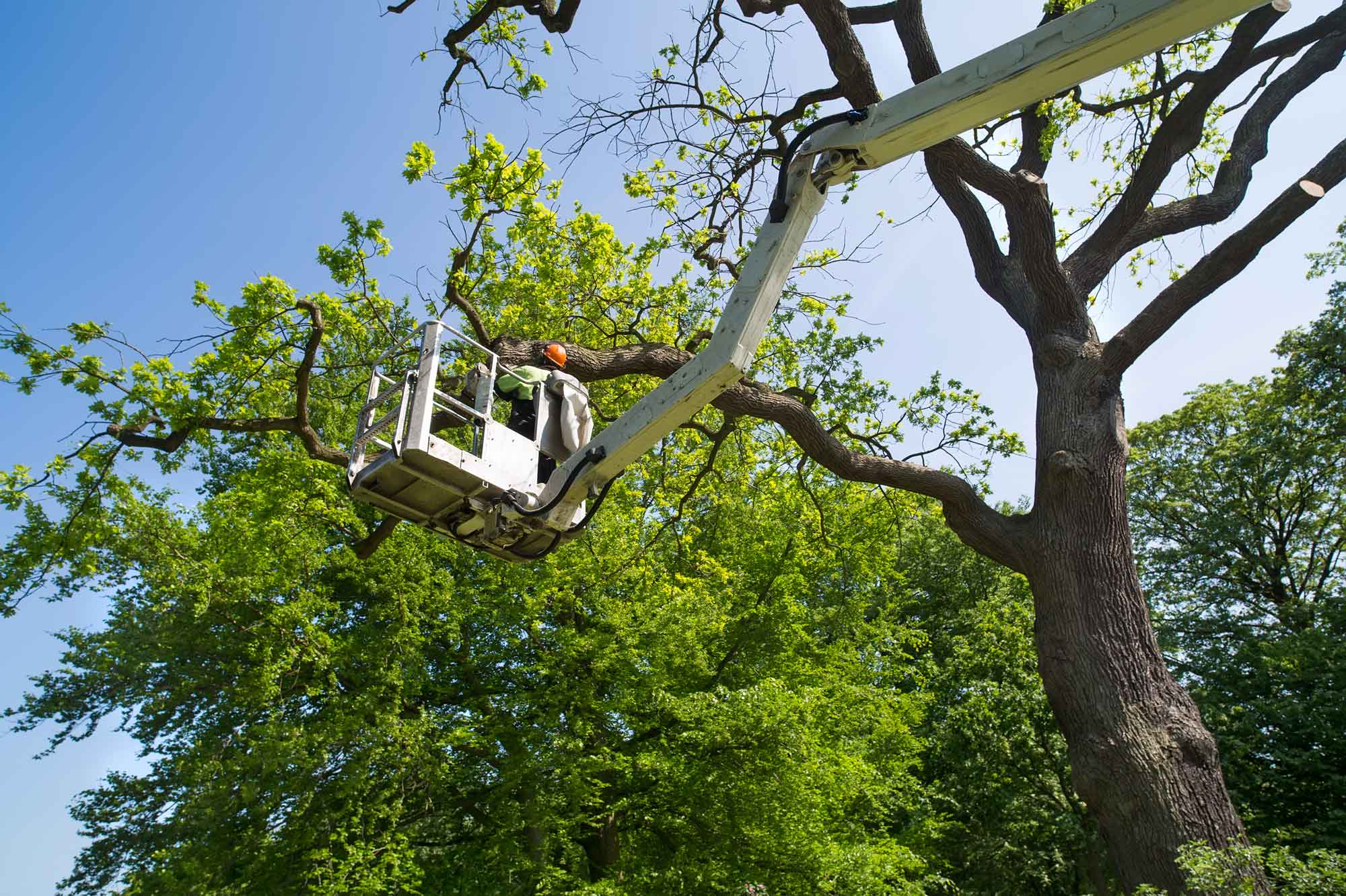 Choose a Tree Removal Team With 25+ Years of Experience