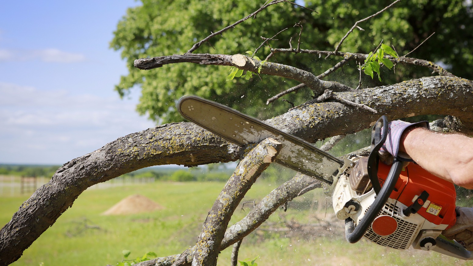 tree removal 